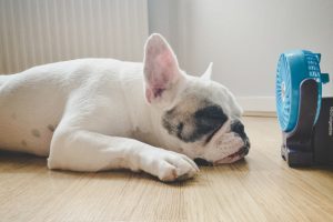 Air Conditioning Repair: Three Ways to Stay Cool While You Wait
